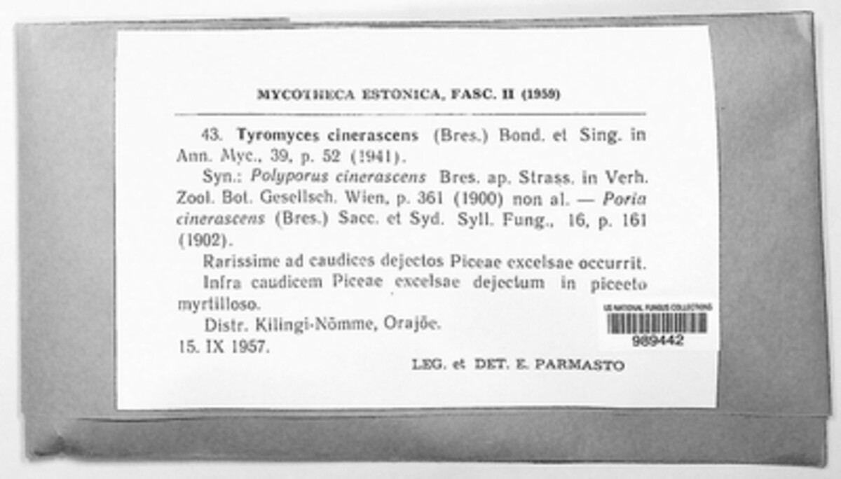 Tyromyces cinerascens image